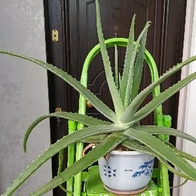 aloe