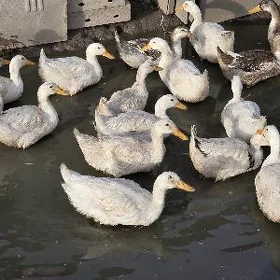 ördek