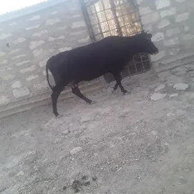 Tanaly Sygyr