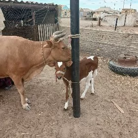 tanaly sygyr