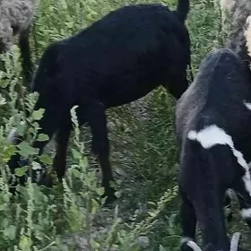 Çewiş