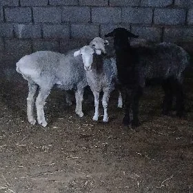 Merenos işşek