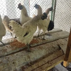 Лакеданзи