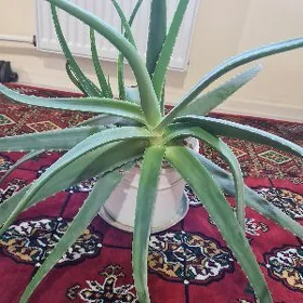 Aloe. Gül