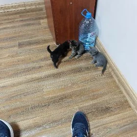 пишик
