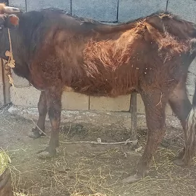 sygyr