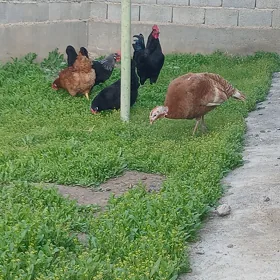 towuk guzlayjy