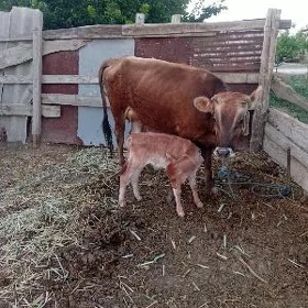 2 sany göleli sygyr
