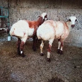 işşek