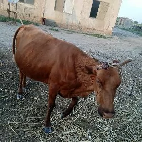 sygyr