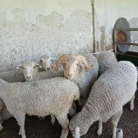 goyun merenos