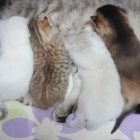 шотландские шиншиллы