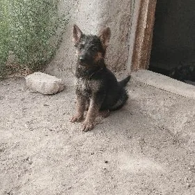 Немецкий афчарка