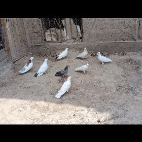 kepderi