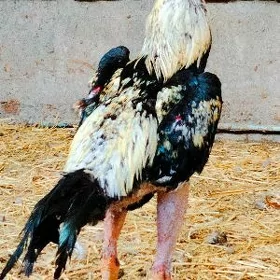 horaz
