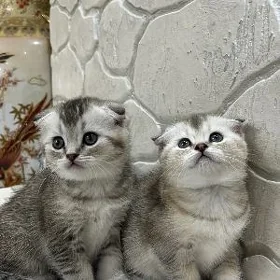 шотландские котёнки