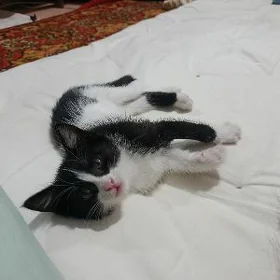 котенок в добрые руки