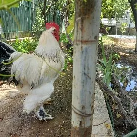towuk brama