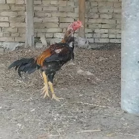 horaz linya tanatcy