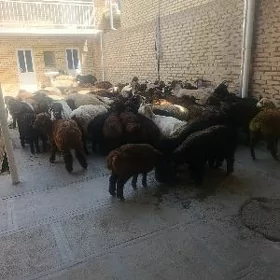 goyunlar toklylar