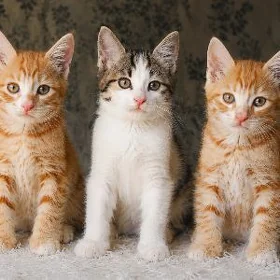 котята