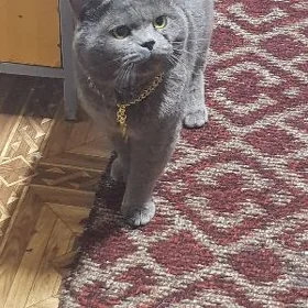 Каспер