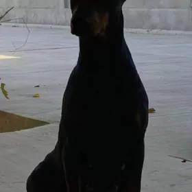 щенка добермане çaga doberma