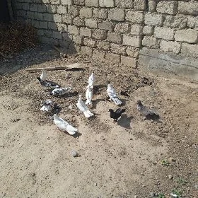 kepderi голуби