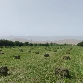 Ekin ýer