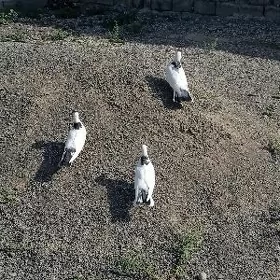 kepderi голуби