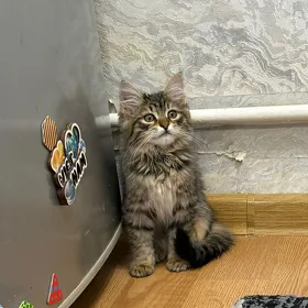 котенок