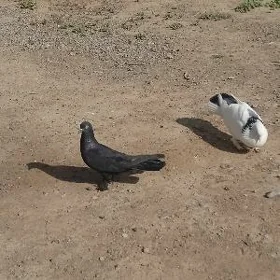 kepderi голуби