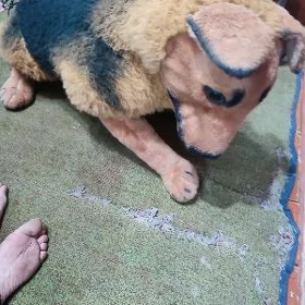 Gujik igruşka