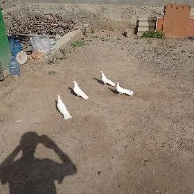 kepderi голуби