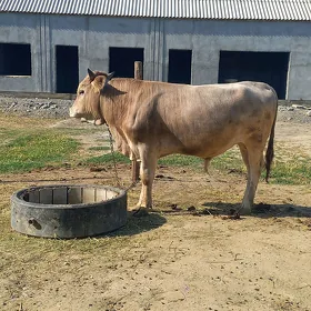 Ökiz