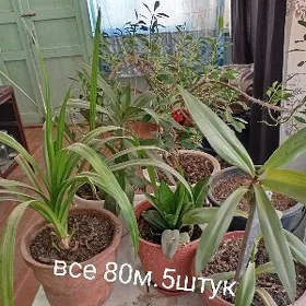 гуллер