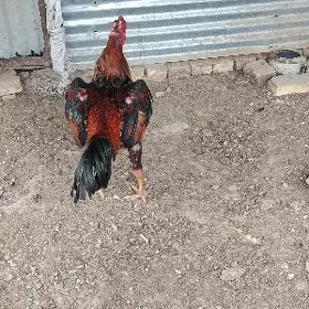 bayso horaz