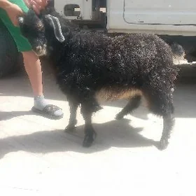 çevis.