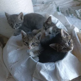 кошка pishik