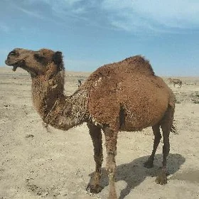 Düye