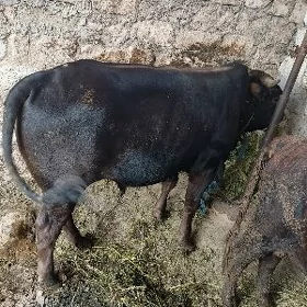 ÖKÜZ L