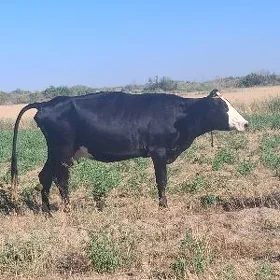 sygyr