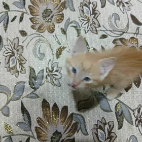 Котёнок Пишижек