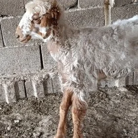 işşek