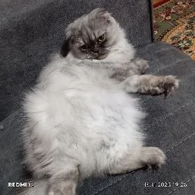 Кошечки