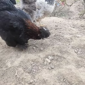 жуже