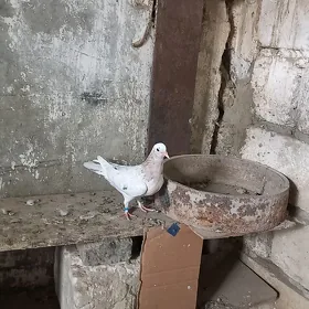 kepderi