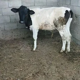 tüwe