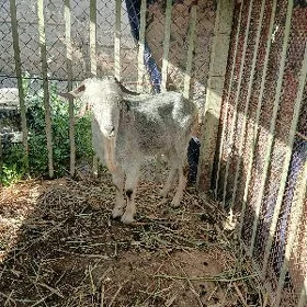 DOG ERKEÇ