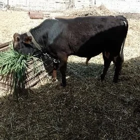 öküz